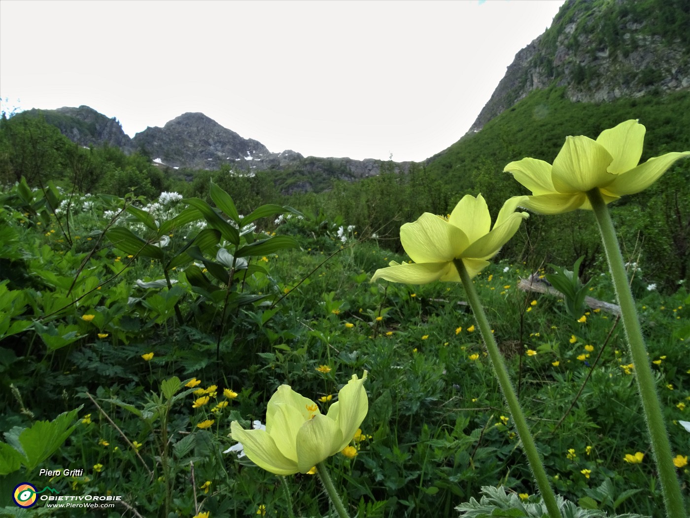 19 Pulsatilla alpina sulfurea (Pulsatilla sulphurea) e anemoni narcissini (Anemonastrum narcissiflorum).JPG